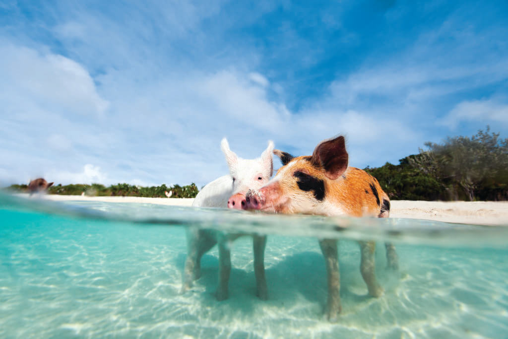 Bahamas Schweinchen