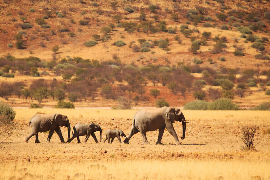 Elefanten, Palmwag in Namibia