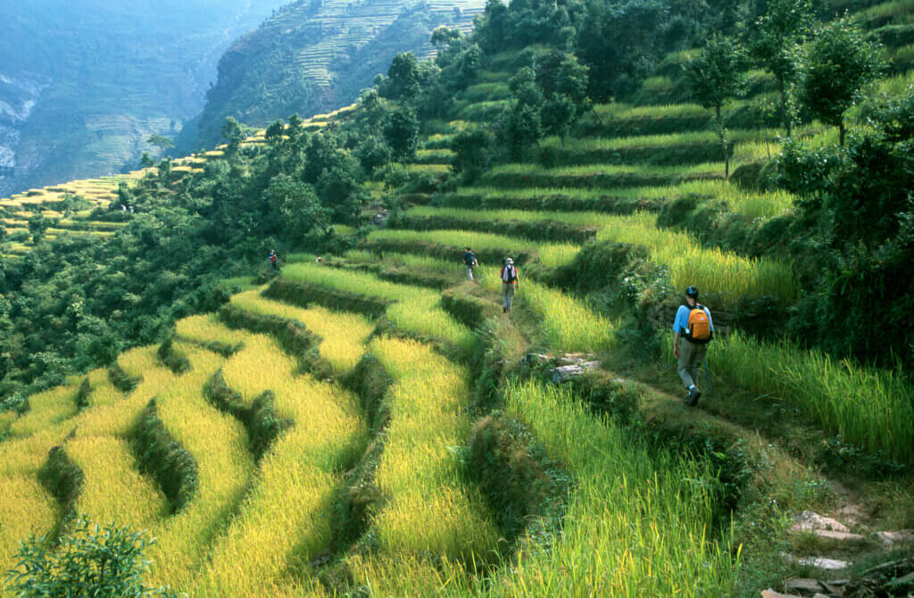 Nepal Reisterrassen