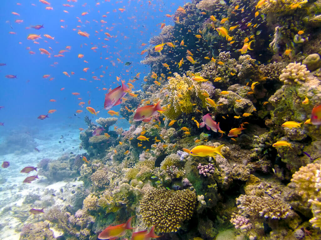 Ägypten Unterwasser