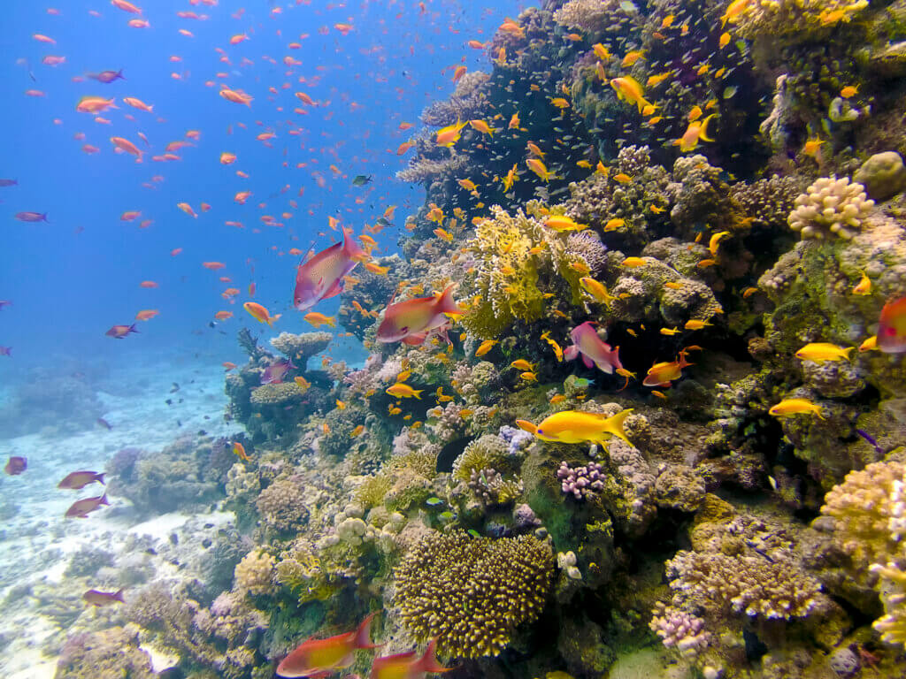 Ägypten Unterwasser