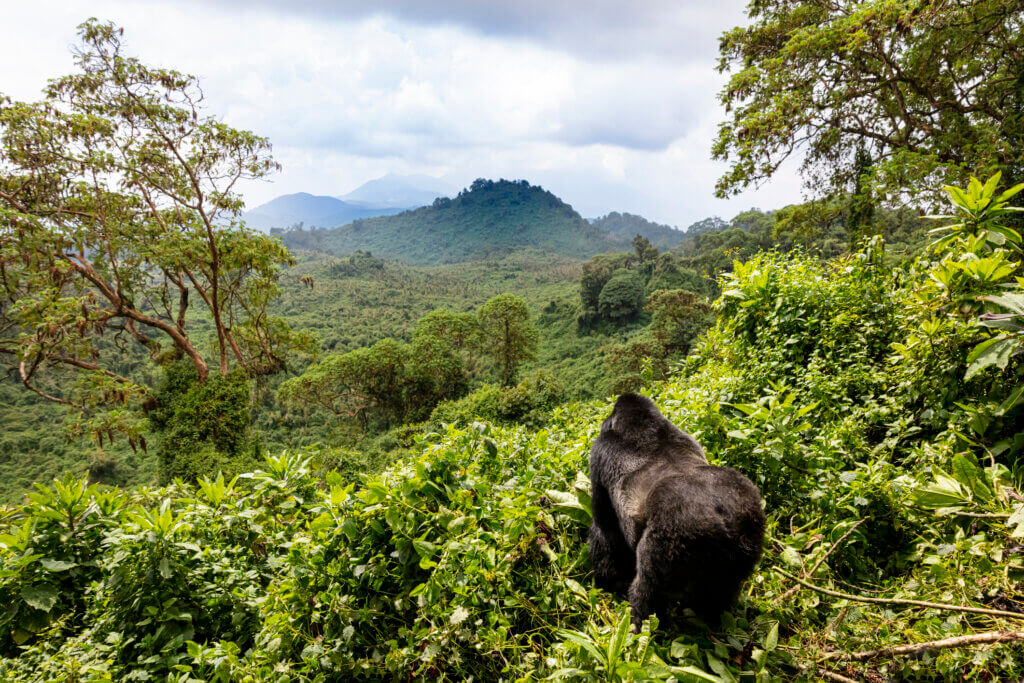 Ruanda Gorilla