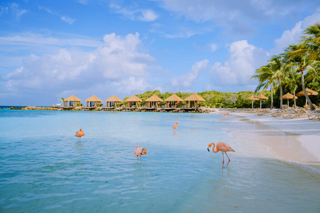 Aruba Strand mit Flamingos