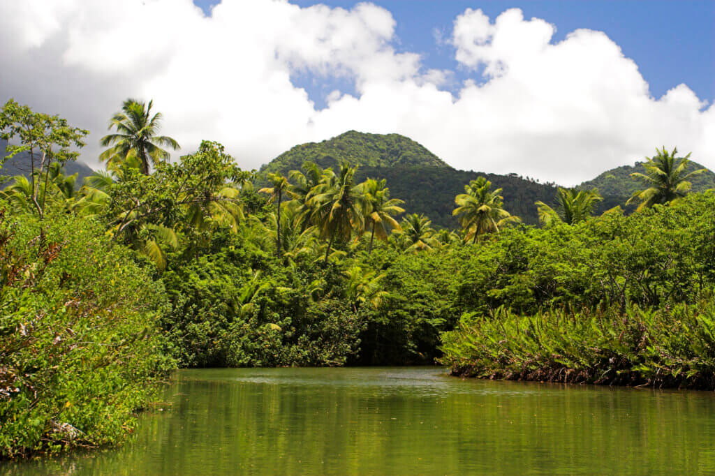 Dominica Indian River