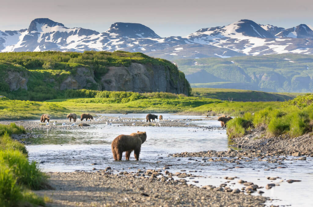 Alaska Bären