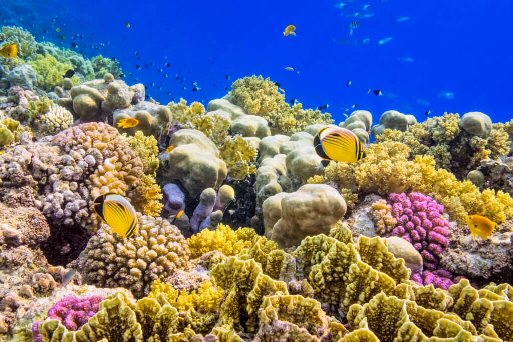 Marsa Alam Unterwasserwelt Tauchen