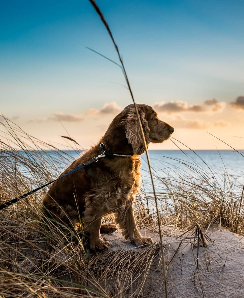 Hund Strand