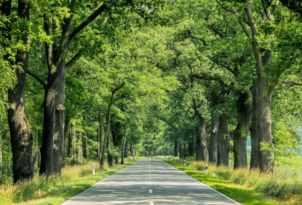 Deutschland, Allee, Ferienstraße