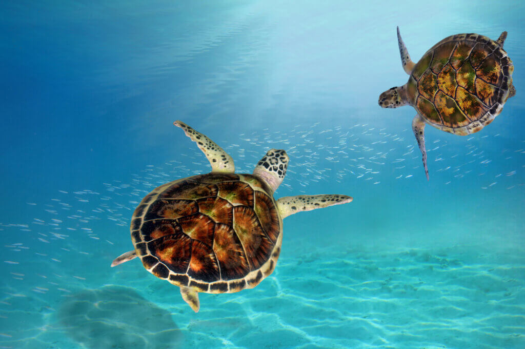 Indischer Ozean Schildkröten