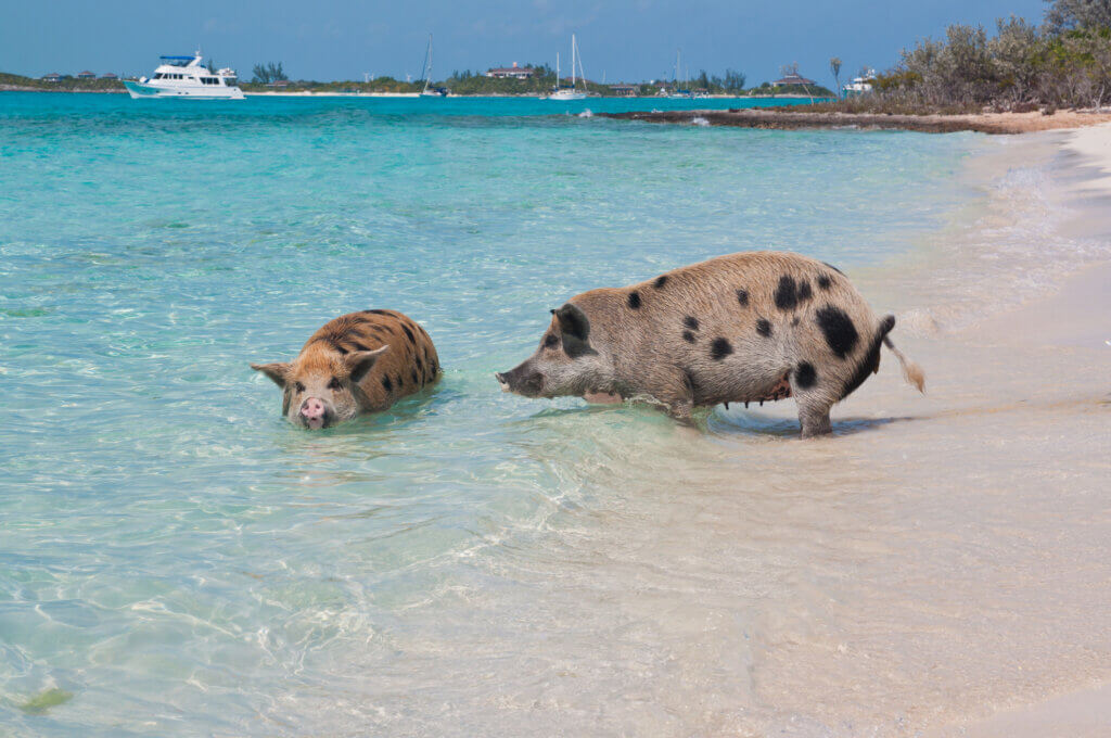 Bahamas Schweine