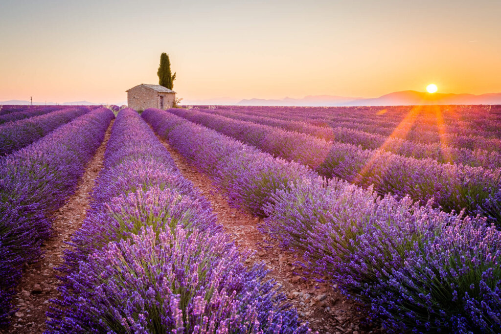 Frankreich Lavendel