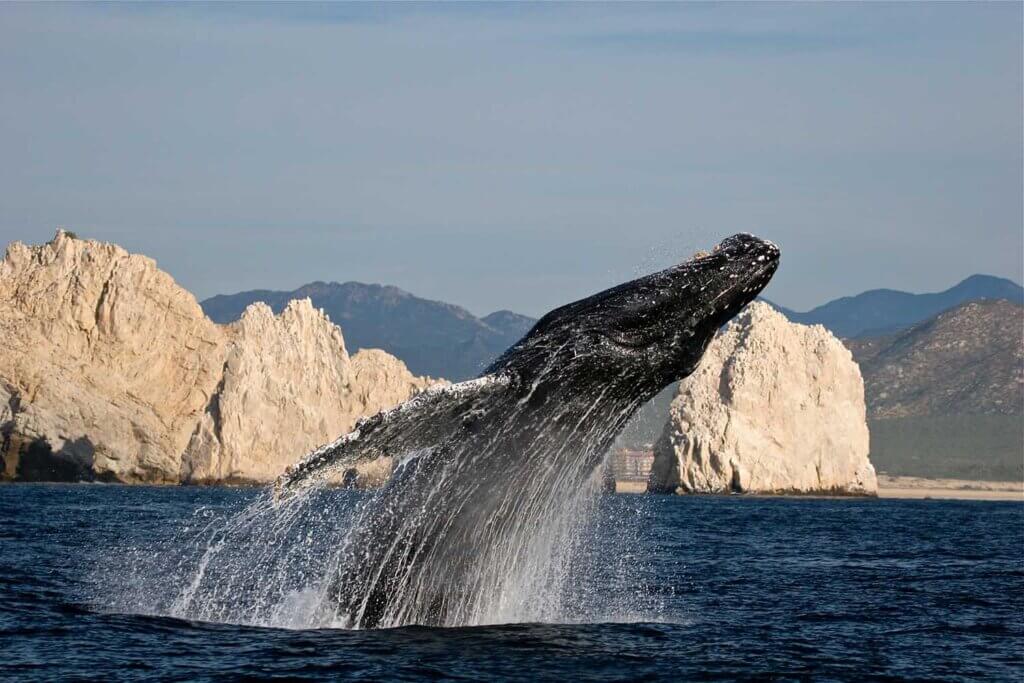 Los Cabos Whale Watching