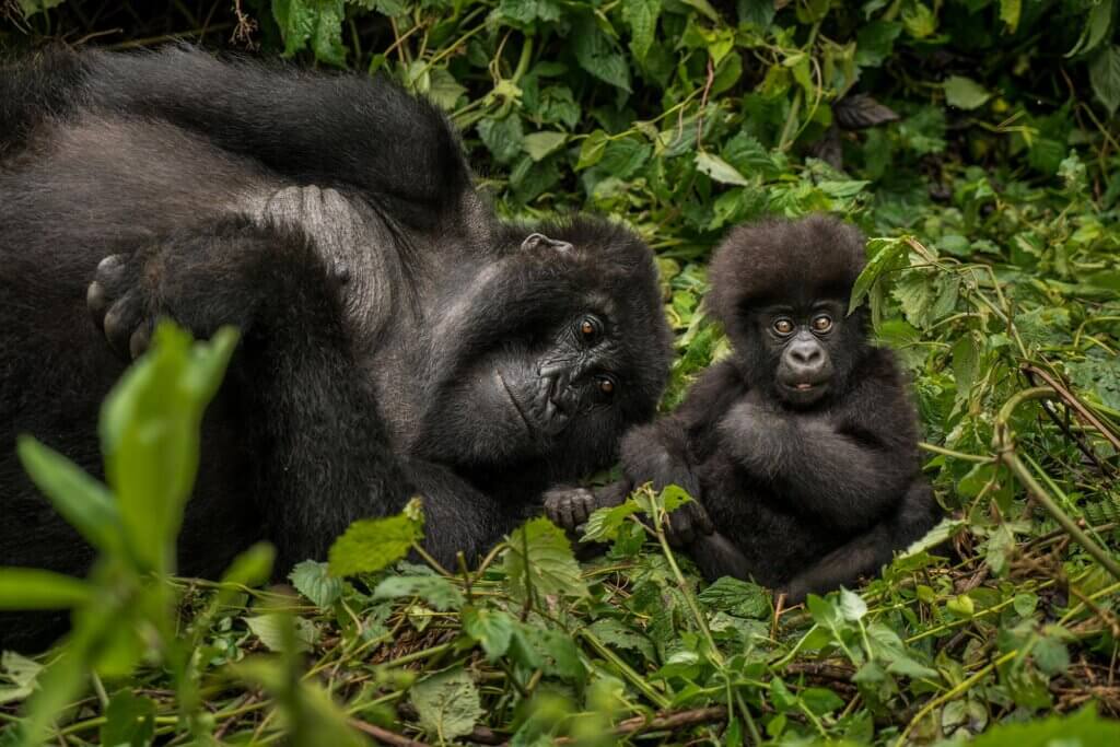 OOGN_Animals_Gorillas_Mum_Baby